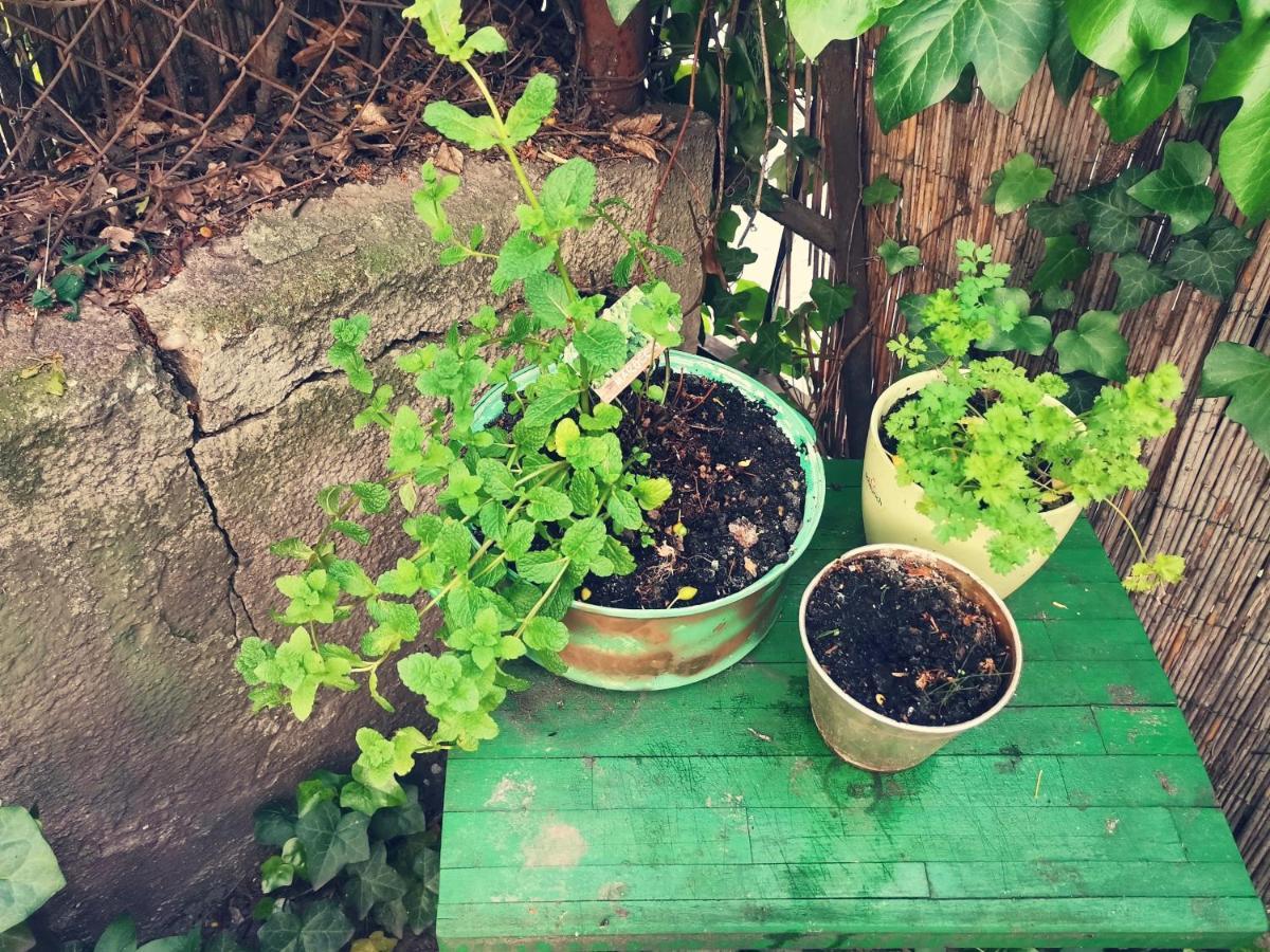 Flat In Historic Villa With Your Own Private Garden, Near City Park Budapest Exterior foto